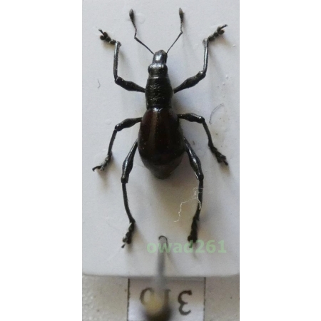 Metapocyrtus sp. Heller, 1912 female Philippines31b
